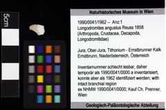Foto (Objket + Etiketten) von Longodromites angustus (Reuss 1858) 